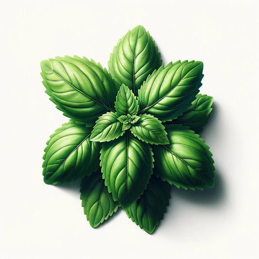 Basil (Holy (Kapoor Tulsi)) (4x)