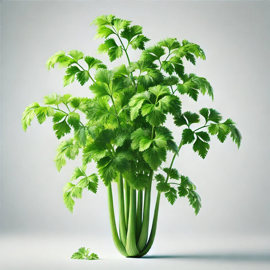 Celery (Cutting) (4x)